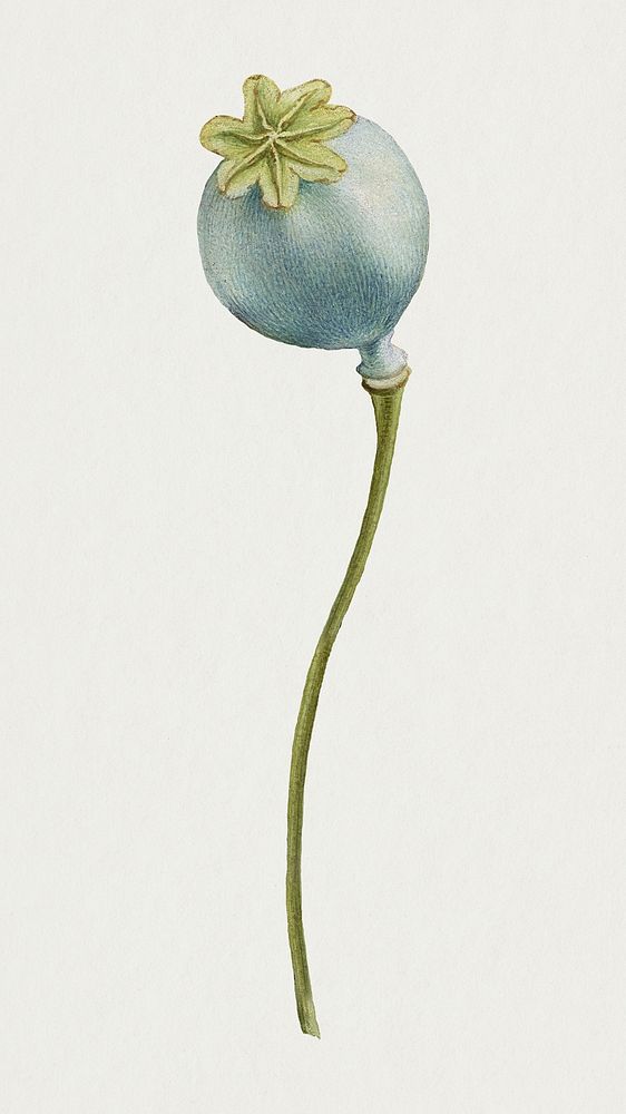 Opium poppy flower psd botanical illustration