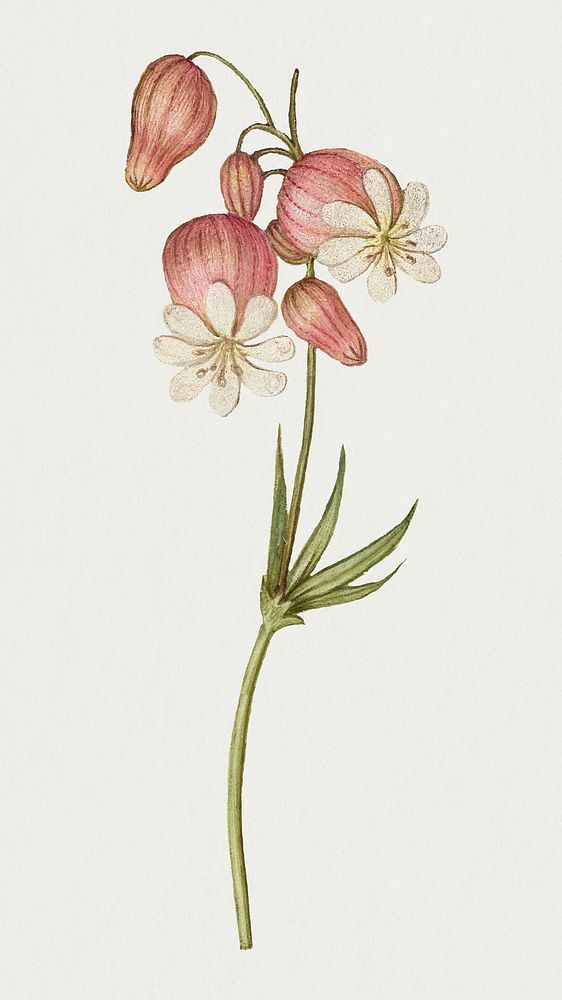 Hand drawn bladder campion psd floral illustration