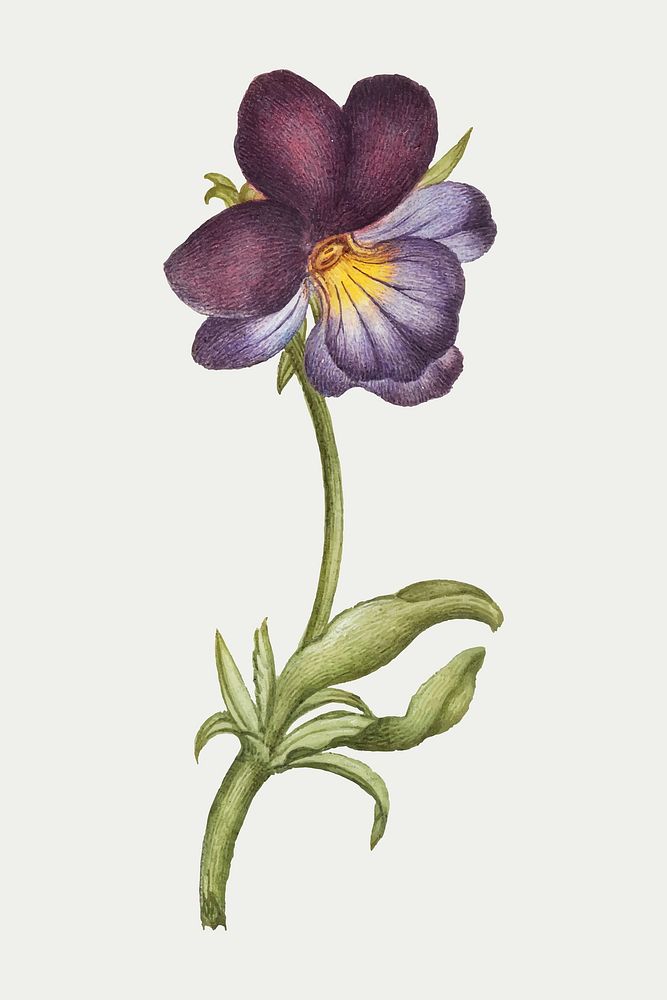 Blooming wild pansy vector hand drawn floral illustration