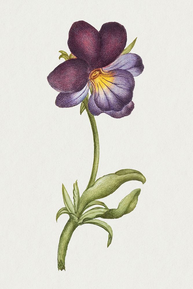 Blooming wild pansy hand drawn floral illustration