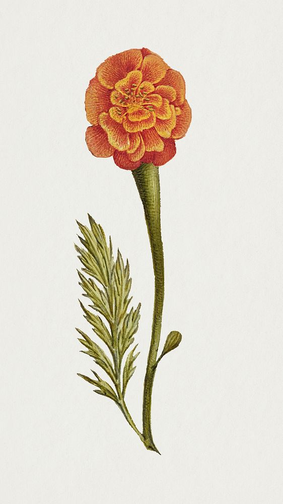 Orange marigold flower botanical illustration