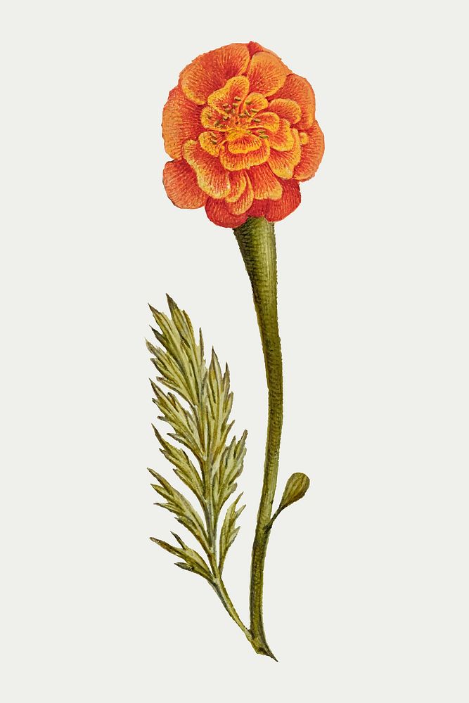 Orange marigold flower vector botanical illustration