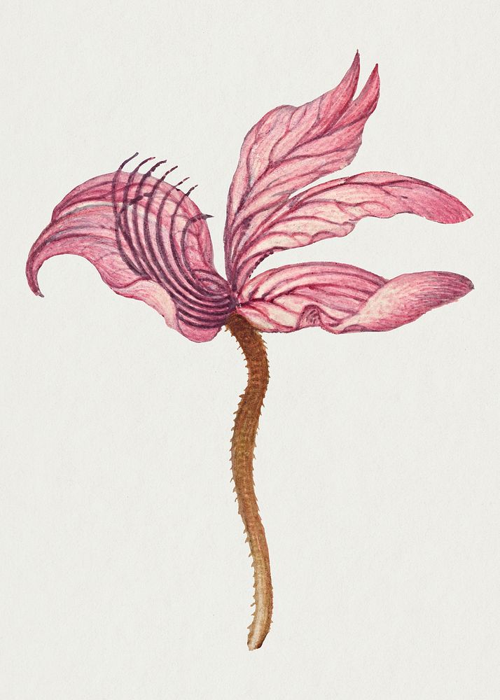 Hand drawn Rampion bellflower psd floral illustration