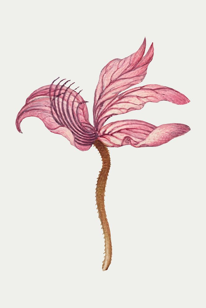 Hand drawn Rampion bellflower vector floral illustration