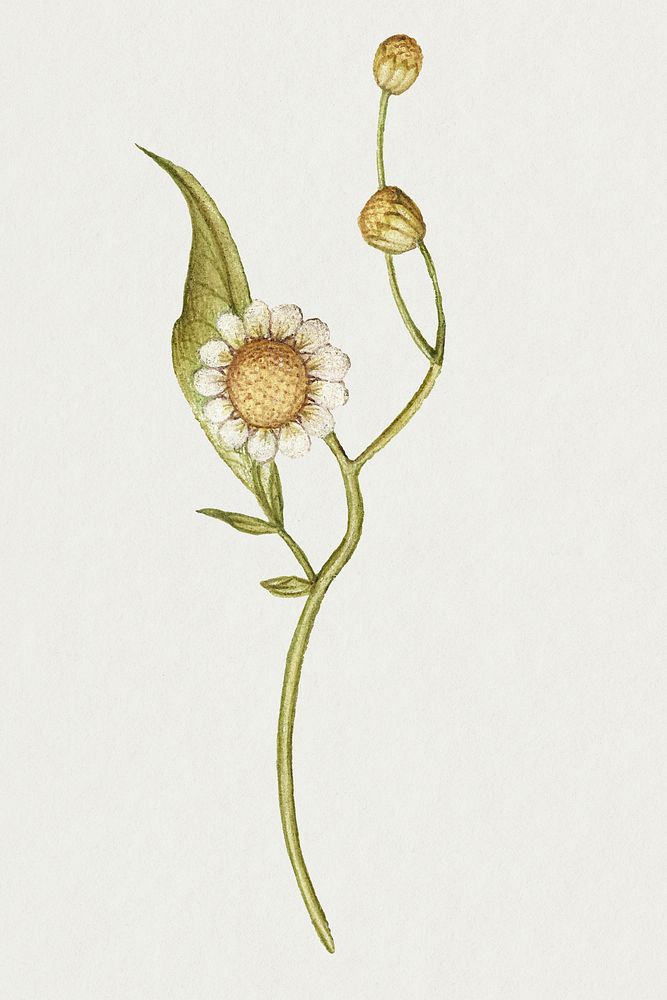 White flower psd botanical illustration