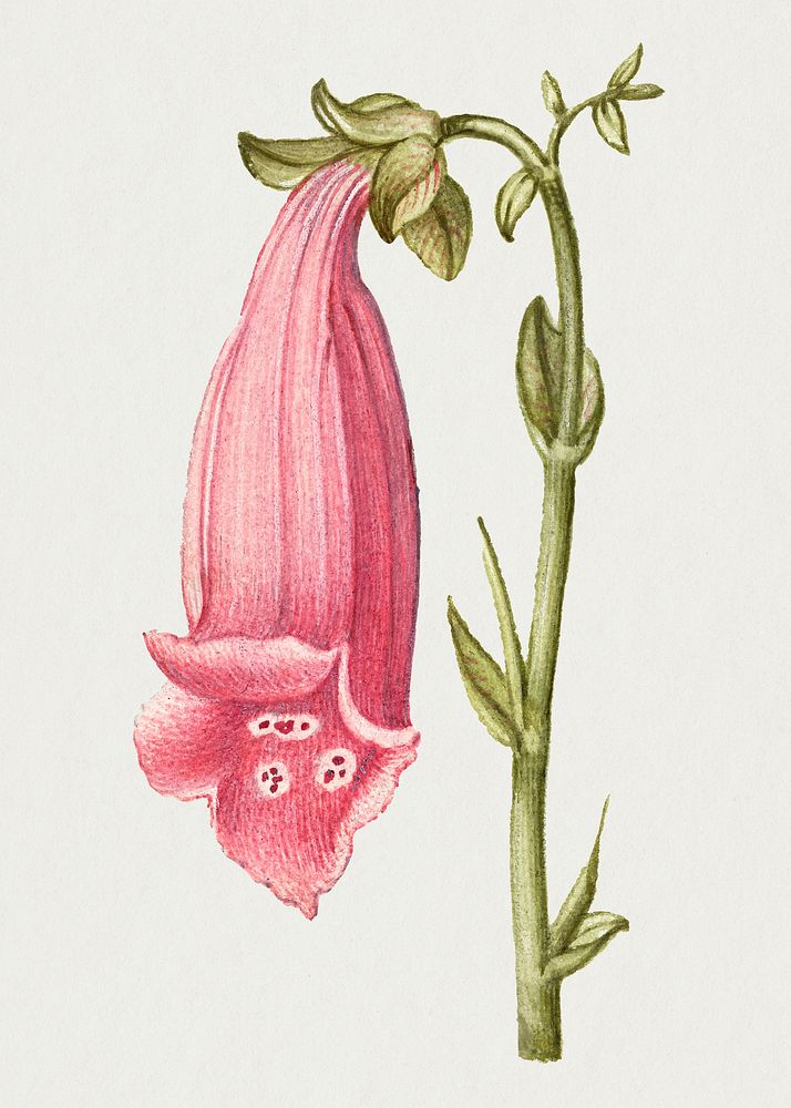 Vintage foxglove blooming flower illustration