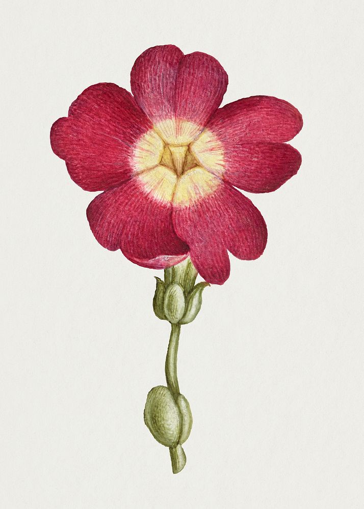 Red primrose flower psd hand drawn