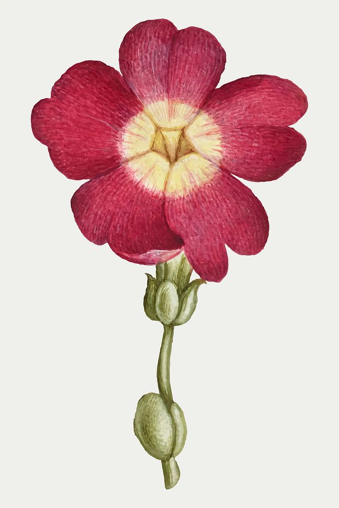 Red primrose flower vector hand drawn