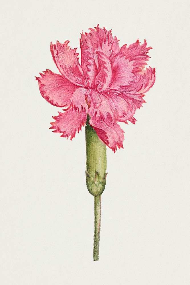 Pink  sweet william flower psd hand drawn