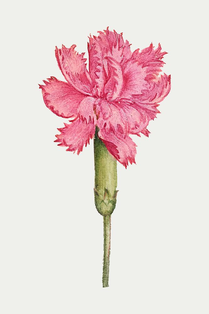 Vector sweet william pink flower hand drawn