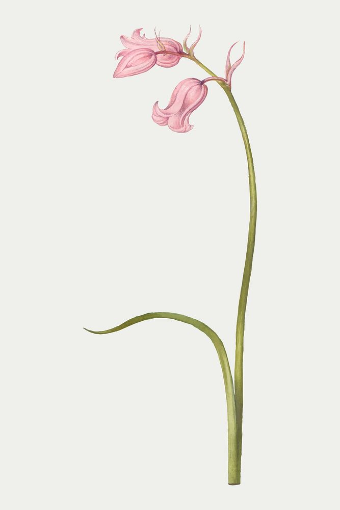 Pink flower vector botanical illustration