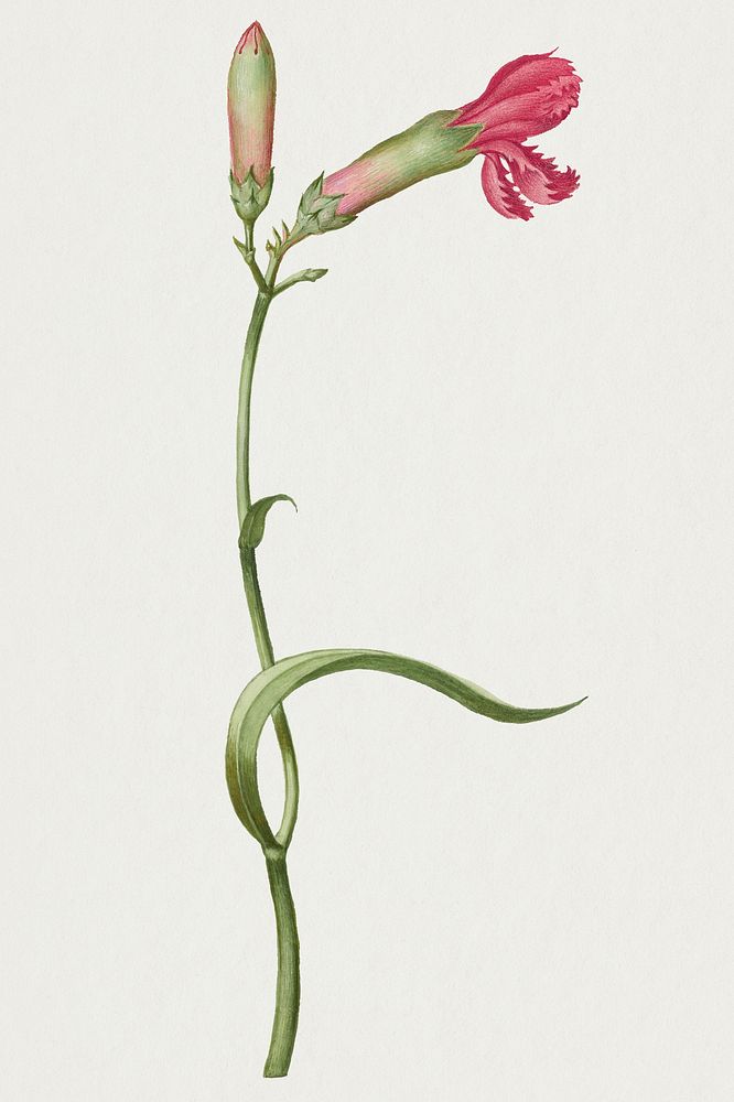 Pink carnation flower psd botanical illustration