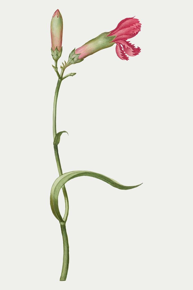 Pink carnation flower vector botanical illustration