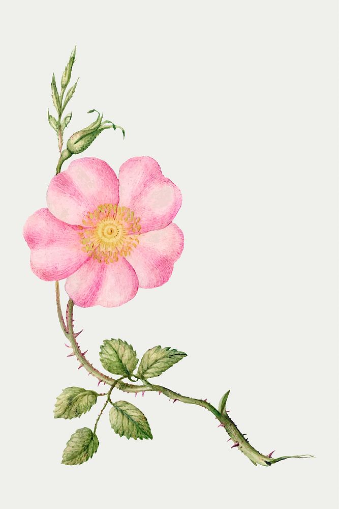 Eglantine pink flower vector hand drawn