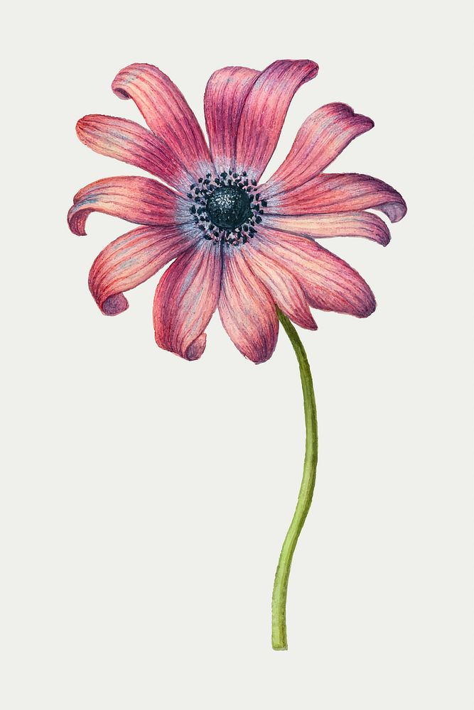 Pink daisy blooming vector flower