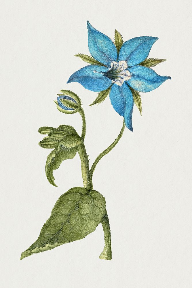 Blooming blue borage flower hand drawn