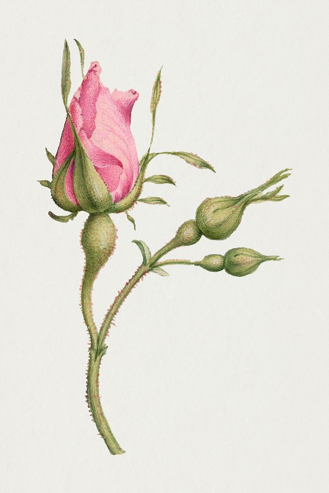 French rose pink flower illustration
