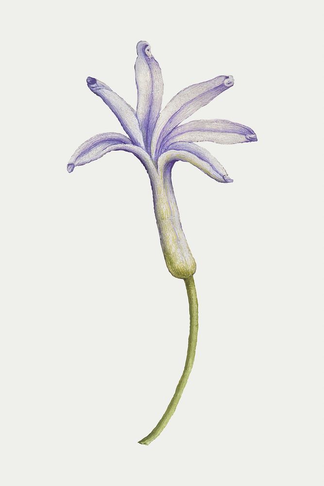 Hyacinth flower vector hand drawn