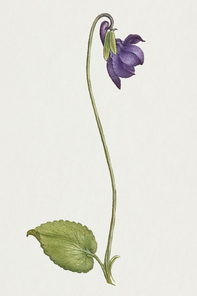 Vintage sweet violet flower illustration floral drawing