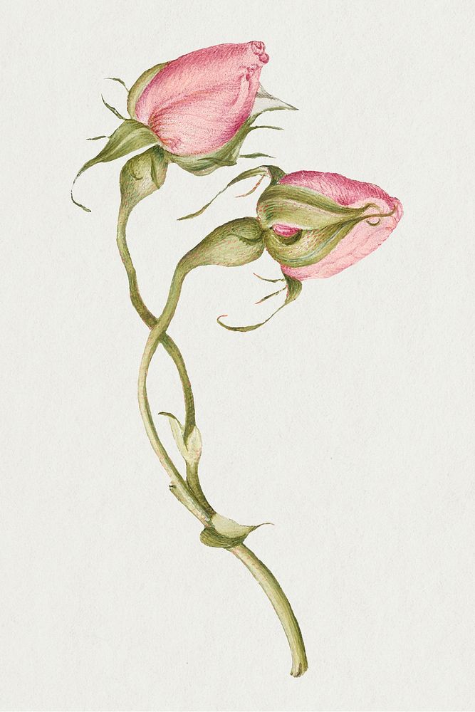 Spring flower French rose psd illustration