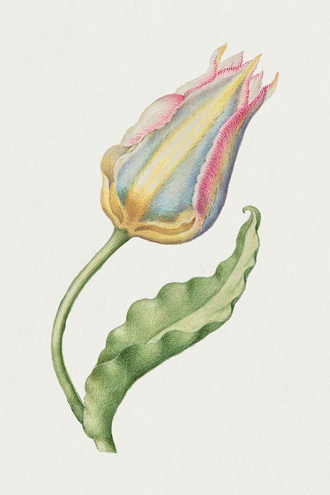 Tulip psd spring flower botanical vintage illustration