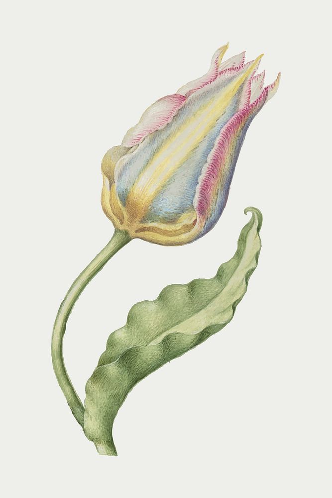 Tulip vector spring flower botanical vintage illustration