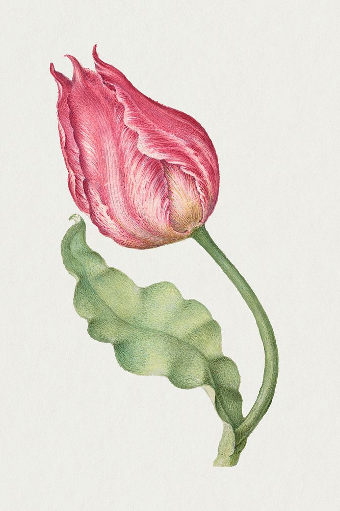 Tulip spring flower botanical vintage illustration