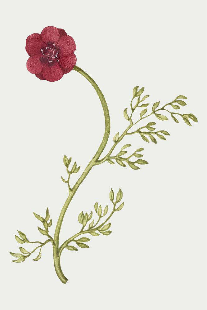 Vintage wild red flowers vector illustration floral drawing