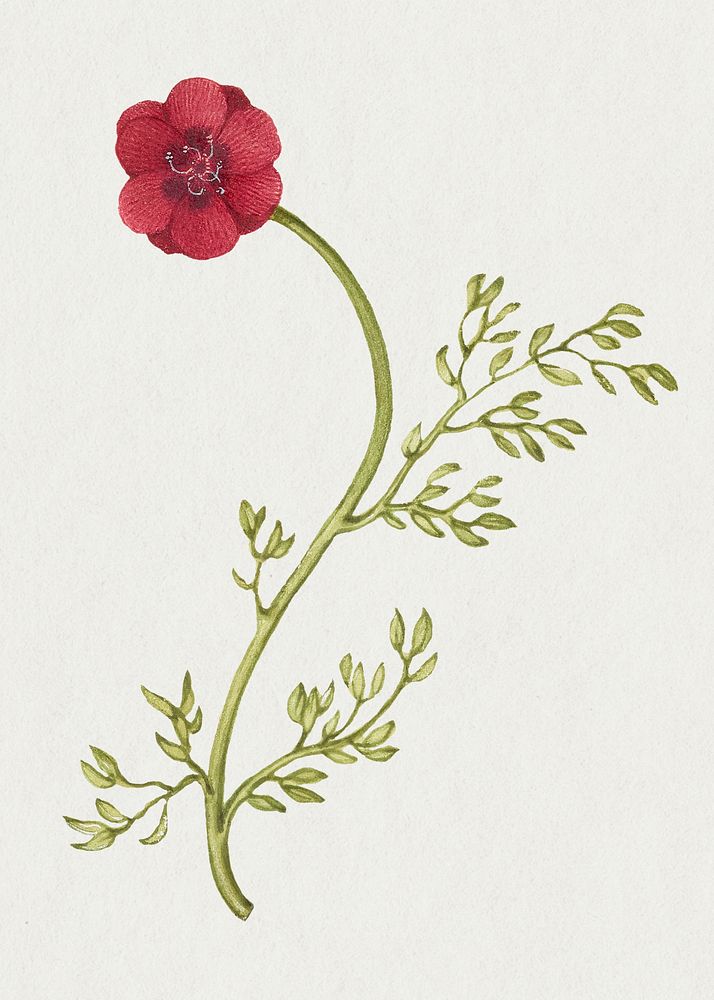 Vintage wild red flowers illustration floral drawing