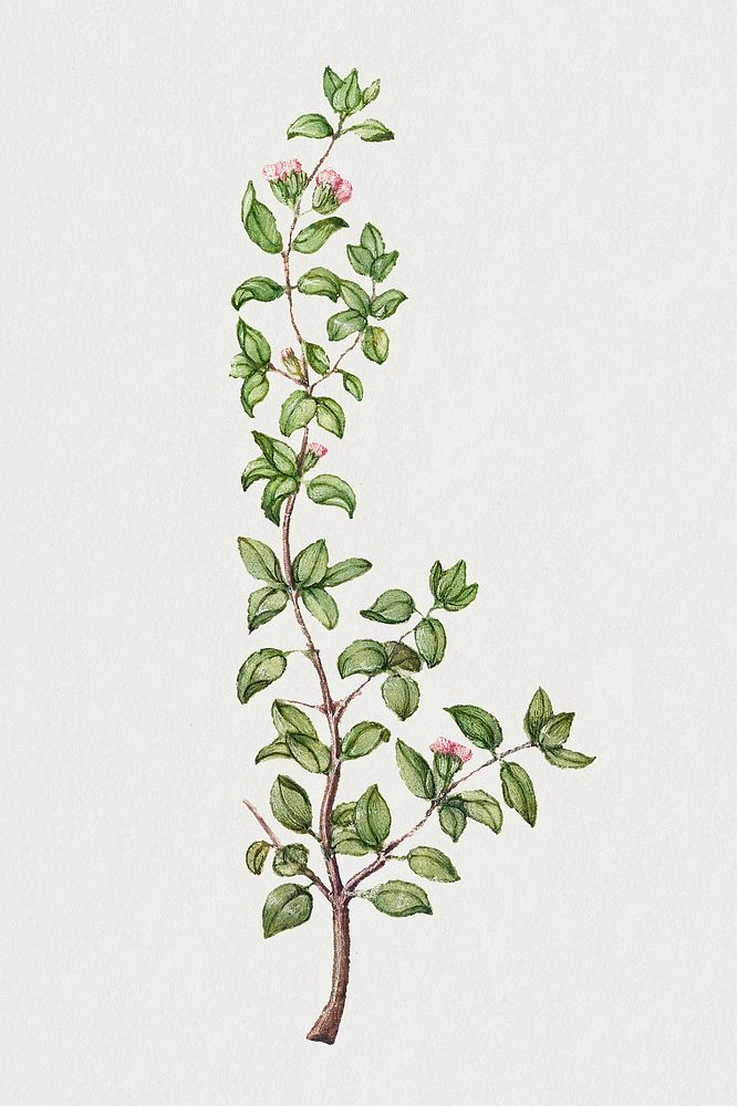 Vintage basil thyme illustration botanical drawing