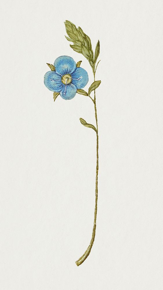 Vintage blue Germander flower psd illustration floral drawing