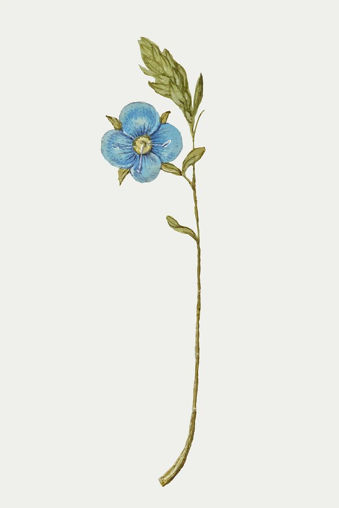 Vintage blue Germander flower vector illustration floral drawing