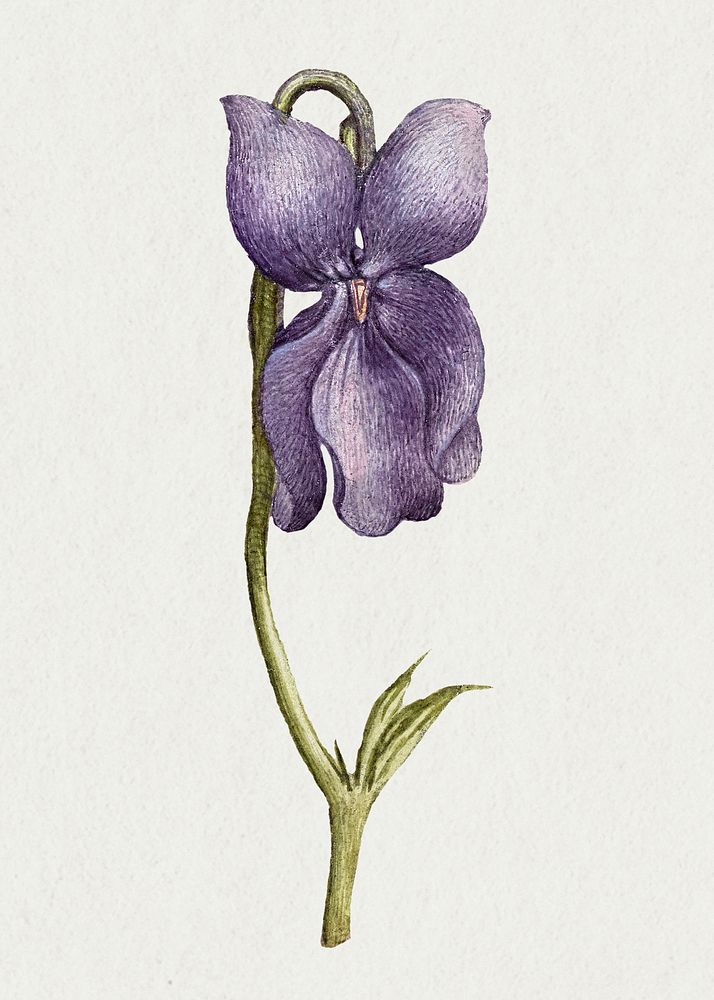 Vintage sweet violet flower psd illustration floral drawing