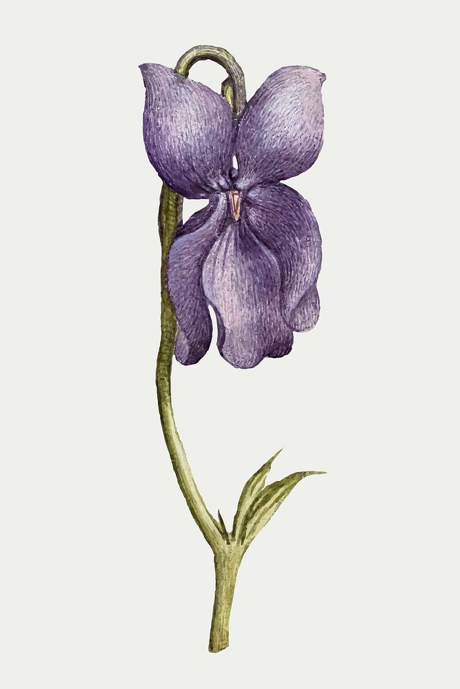 Vintage sweet violet flower vector illustration floral drawing