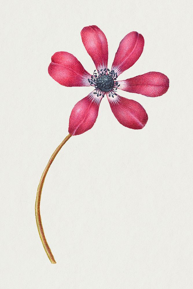 Vintage Poppy Anemone flower psd illustration floral drawing
