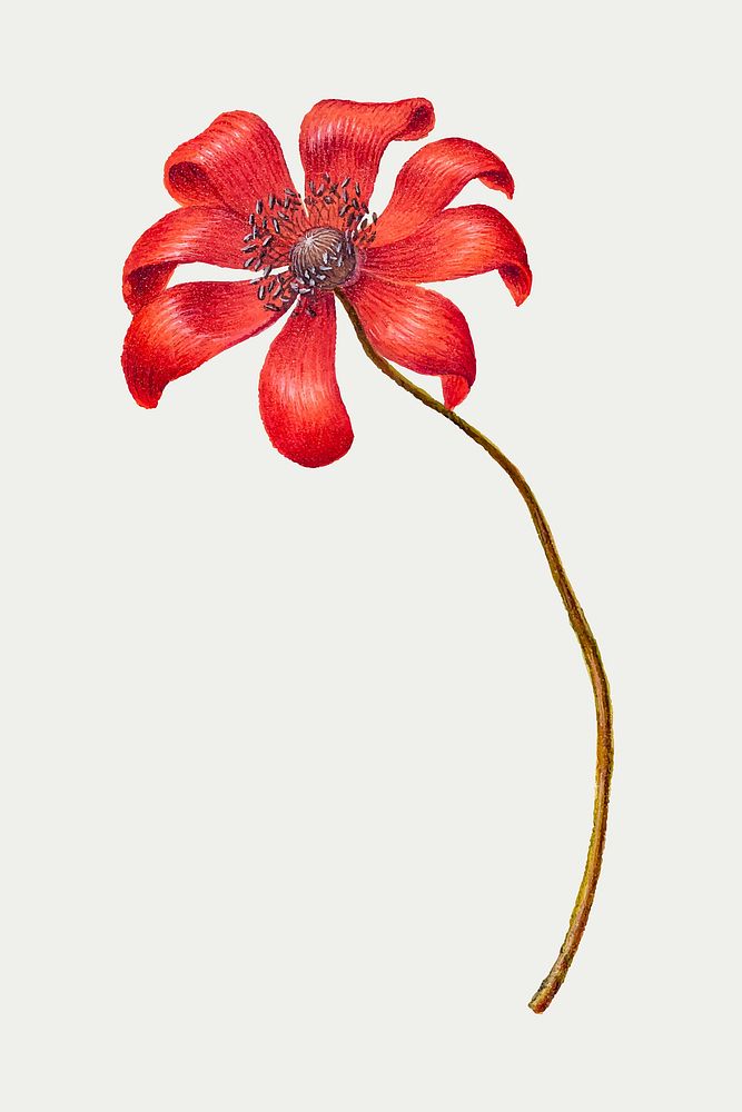 Vintage Poppy Anemone flower vector illustration floral drawing