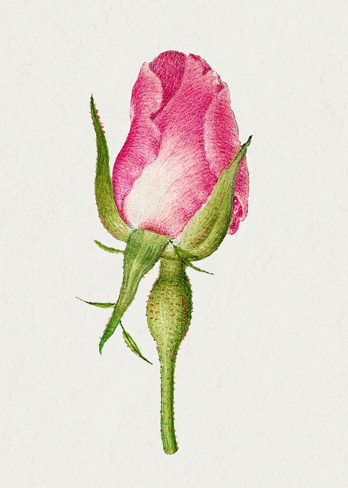 Pink French rose flower illustration