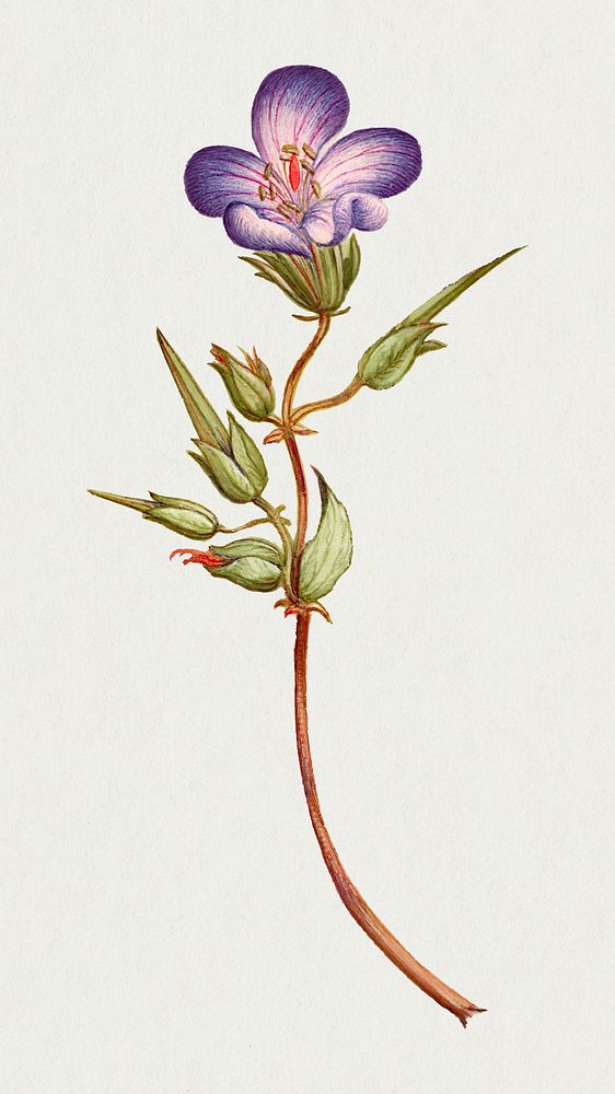 Wild geranium flower botanical illustration