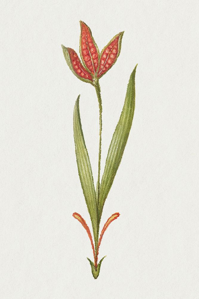 Vintage ribwort plantain blooming illustration psd sticker