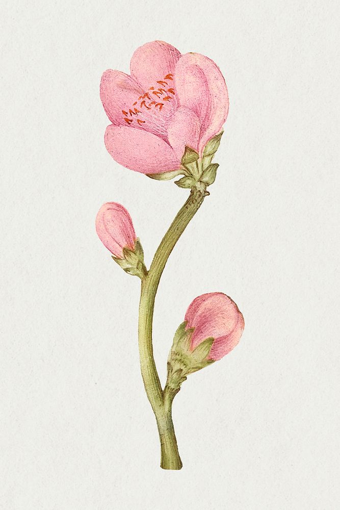 Vintage peach flower blooming illustration psd