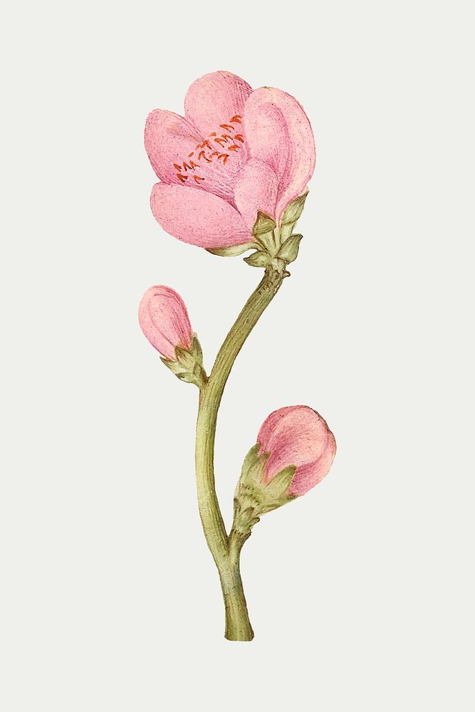 Vintage peach flower blooming illustration vector