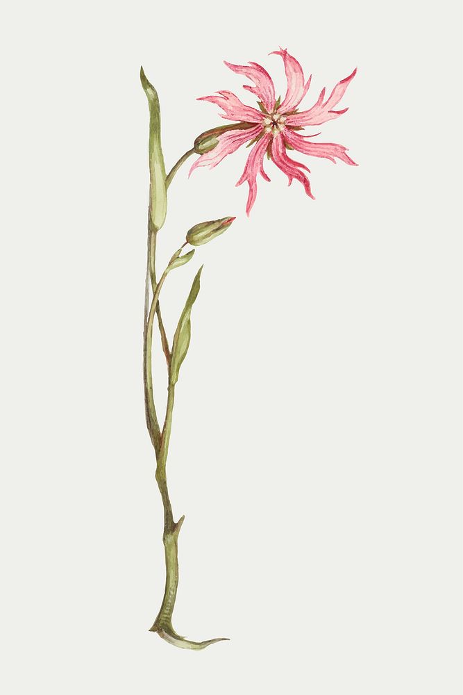 Pink ragged-robin flower vector botanical illustration