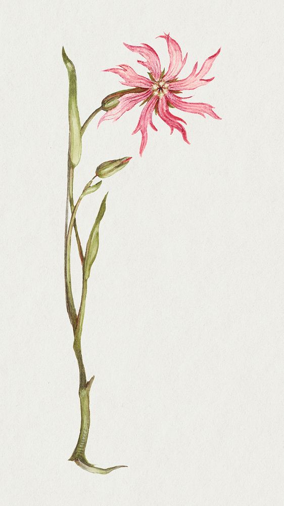 Pink ragged-robin flower botanical illustration