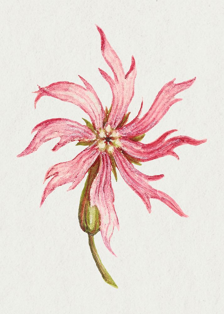 Pink ragged-robin flower psd botanical illustration