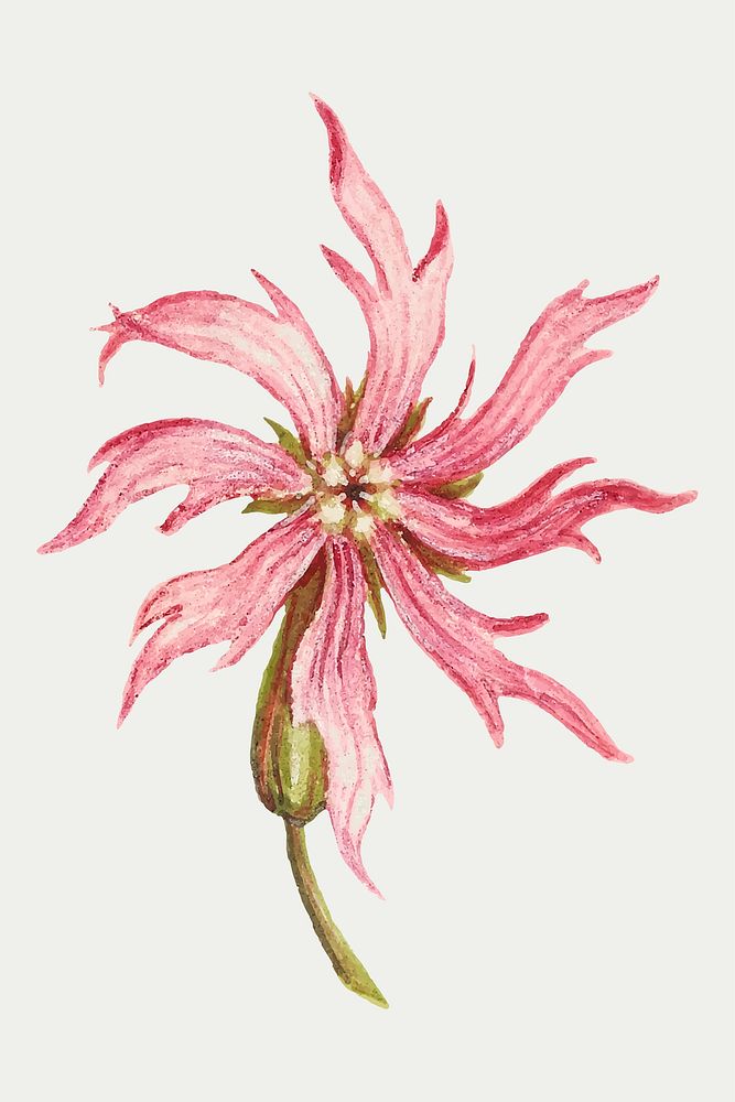 Pink ragged-robin flower vector botanical illustration