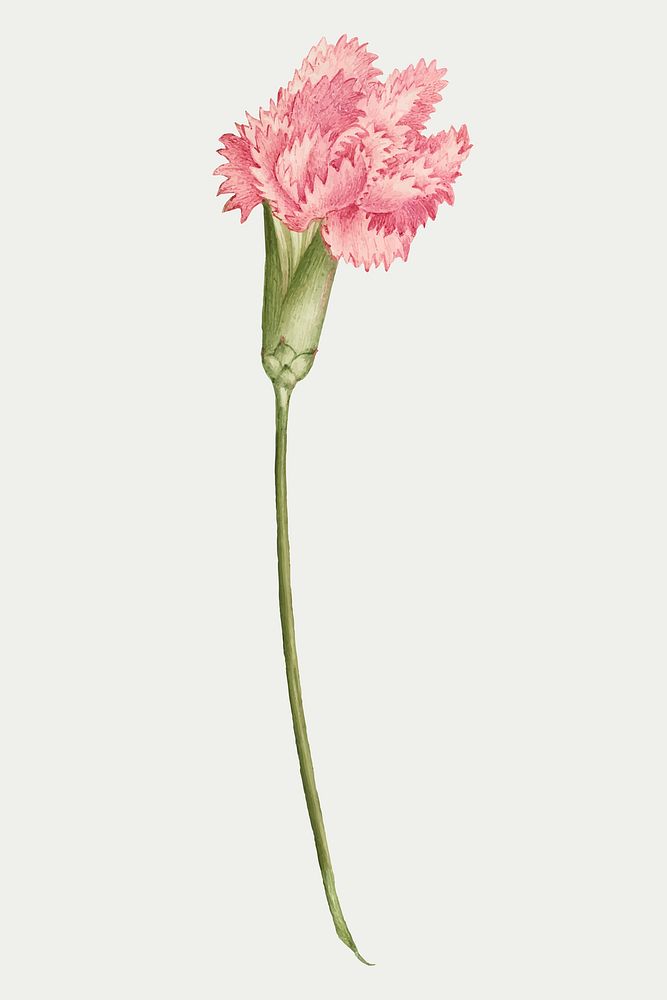 Carnation flower vector botanical illustration