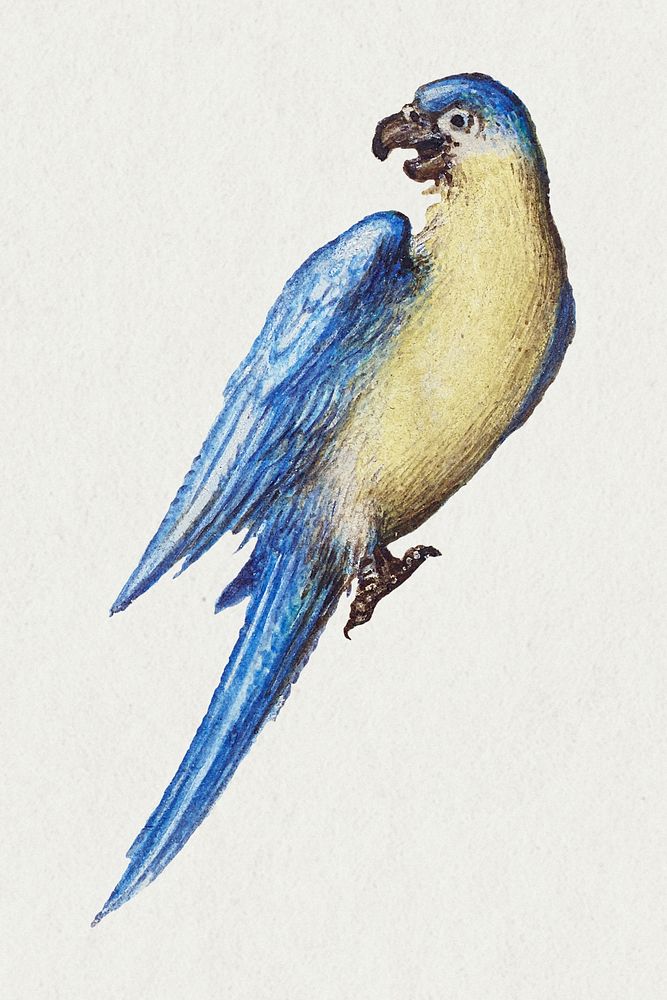 Hand drawn vintage parrot psd bird