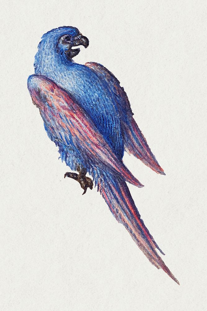 Hand drawn parrot bird vintage animal