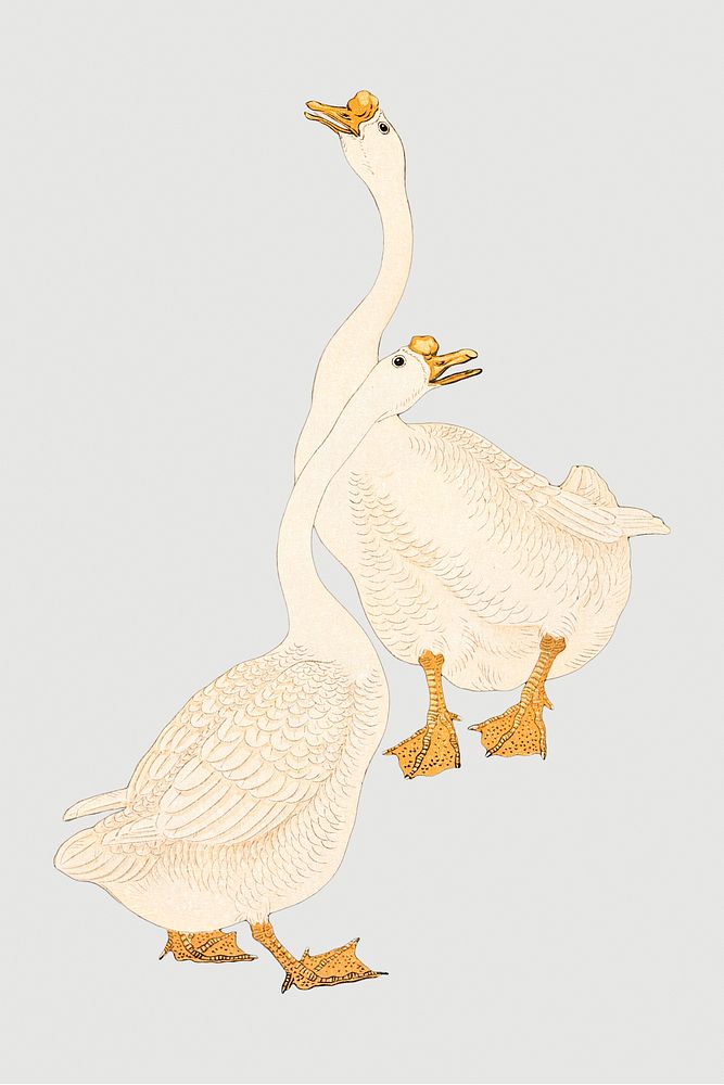 White geese design element 