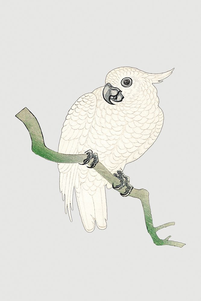 White parrot on a branch vintage illustration 